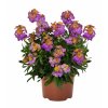 Erysimum BERRY LEMONADE (1)