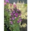 Phlox paniculata AUREOLE - plamenka, flox