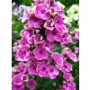 Phlox AUREOLE