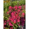 Phlox paniculata FLAME WATERMELON - plamenka, flox