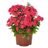 81131 Phlox paniculata Flame® Watermelon 45545(1)