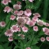 Astrantia major PINK BUTTON