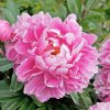 Paeonia ALEXANDER FLEMING