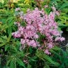 Filipendula RED FOUNTAIN