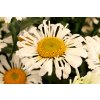 Leucanthemum Sweet Daisy™ Sofie (3)