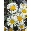 Leucanthemum max. SWEET DAISY SOFIE - kopretina