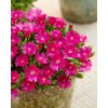 Delosperma cooperi Ice Cream™ Fuchsia 41619 C 1