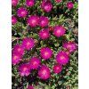 Delosperma cooperi ICE CREAM FUCHSIA - kosmatec
