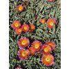 Delosperma cooperi OCEAN SUNSET ORANGE GLOW - kosmatec