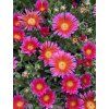 Delosperma cooperi OCEAN SUNSET ORANGE GLOW - kosmatec