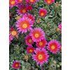 Delosperma cooperi OCEAN SUNSET ORANGE GLOW - kosmatec