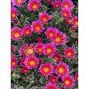 Delosperma cooperi OCEAN SUNSET ORANGE GLOW - kosmatec