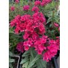 Phlox paniculata EARLY RED - plamenka,  flox