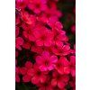 early red phlox paniculata 76217 1