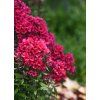 early red phlox paniculata 76217 2
