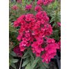 Phlox paniculata EARLY RED - plamenka,  flox
