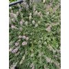 Thymus x citriodorus SAMBESI - mateřídouška citrónová