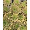 Sempervivum LOA - netřesk