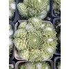 Sempervivum arachnoidemum tomentosum - netřesk