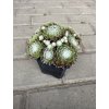 Sempervivum arachnoidemum tomentosum - netřesk