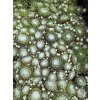 Sempervivum arachnoidemum tomentosum - netřesk