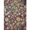 Sempervivum BEDIVERE - netřesk