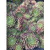 Sempervivum BEDIVERE - netřesk
