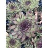 Sempervivum ZULU - netřesk