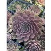Sempervivum RUSTY - netřesk