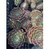 Sempervivum arachnoidemum MAJESTIC - netřesk pavučinatý