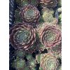 Sempervivum arachnoidemum MAJESTIC - netřesk pavučinatý