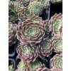 Sempervivum arachnoidemum MAJESTIC - netřesk pavučinatý