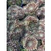 Sempervivum ISABELLA - netřesk