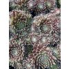 Sempervivum ISABELLA - netřesk