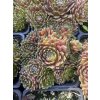 Sempervivum KRISTINA - netřesk