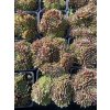 Sempervivum KRISTINA - netřesk