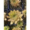 Sempervivum hybridum LEO - netřesk