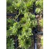 Sempervivum hybridum REINHARD - netřesk