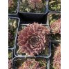 Sempervivum SCORPIUS - netřesk