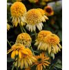 Echinacea Lemon Drop