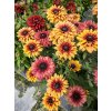flamenco apricot rudbeckia hirta 72948 3