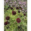 Scabiosa columbaria BAROCCA - hlaváč