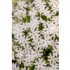 snowflake phlox subulata 76274 2