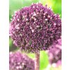 Allium Summer Drummer