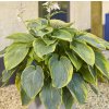Funkia Hosta Wu La La