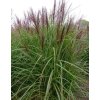 Miscanthus ROTTEF PFEIL3