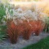 Miscanthus ROTTER PFEIL