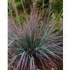 Andropogon STANDING OVATION Andropogon scoparius PIEKNA TRAWA