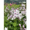 Phlox paniculata WHITE ADMIRAL PURPLE EYE - plamenka latnatá, flox