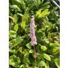 Persicaria affinis SUPERBA - rdesno, hadí kořen